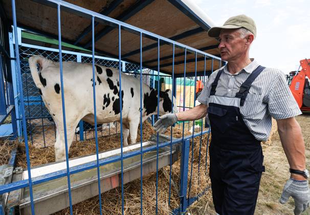 RUSSIA, NOVOSIBIRSK - AUGUST 3, 2023: A cow is seen at an agricultural ...