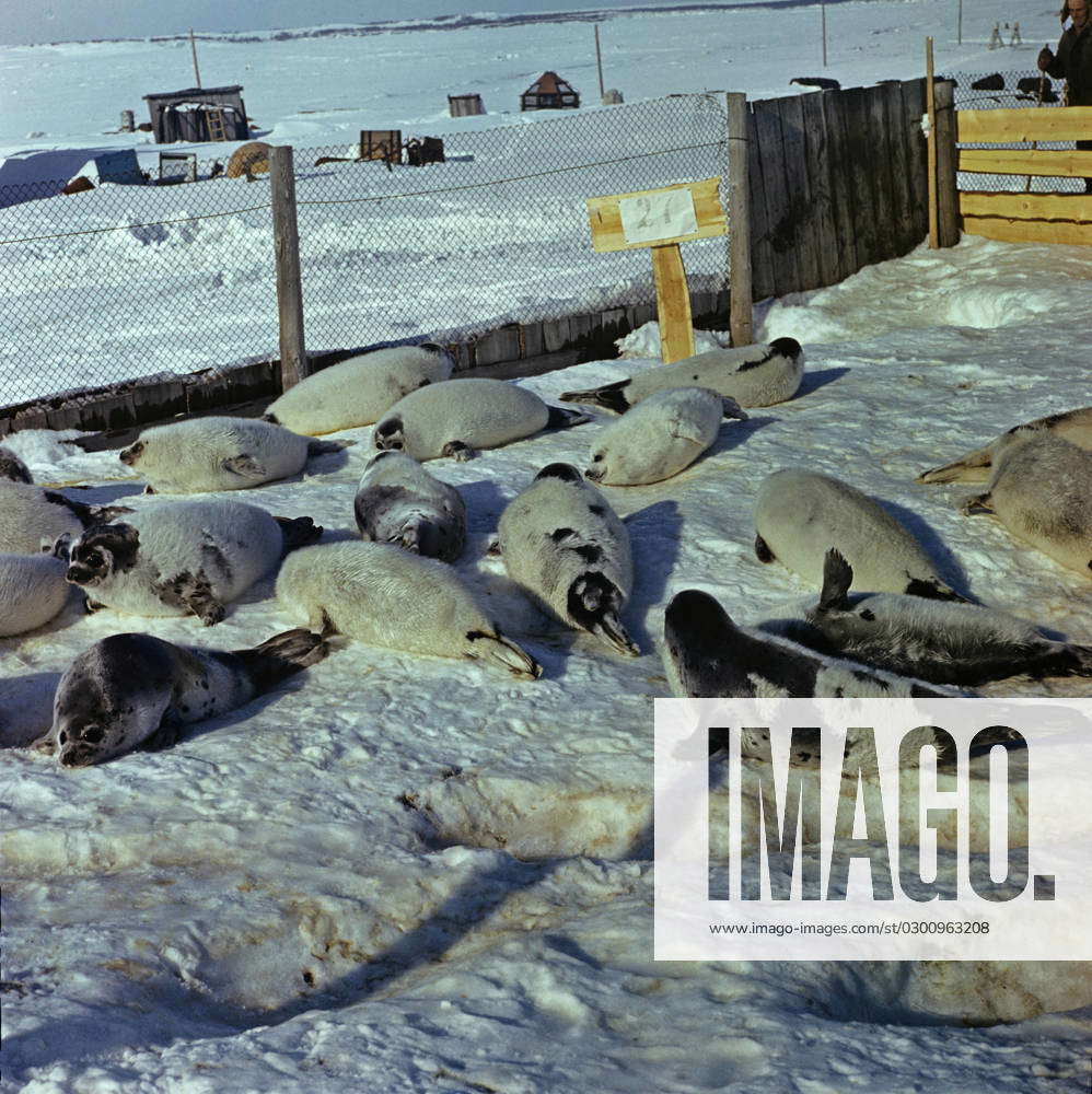 Harp seal hunting 8484173 26.02.1983 Harp seals captured on the ice of