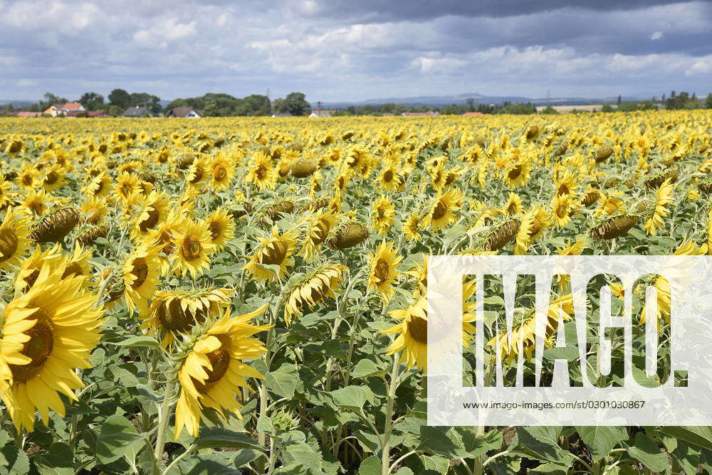 A sunflower field near Librantice, Czech Republic, August 4, 2023