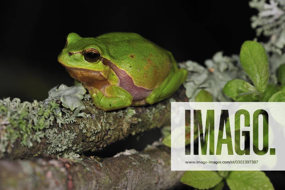 European Tree frog Hyla arborea , sits at night at a with Lichens ...