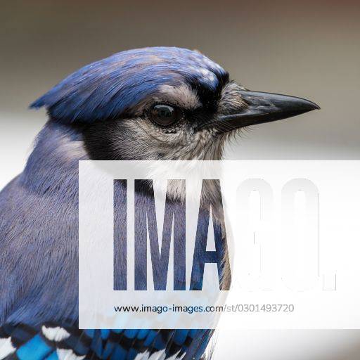 Closeup shot of a cute Blue Jay (Cyanocitta cristata) isolated on