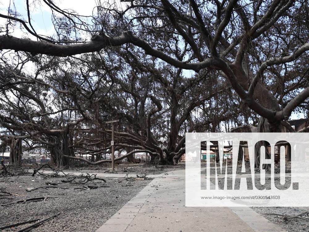 August 11, 2023, Lahaina, Maui, USA: The historic Banyan Tree is burned ...