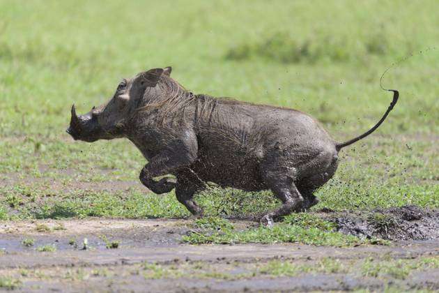 warthog running