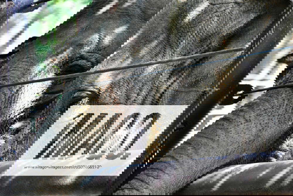 August 13, 2023, Washington, D.C, USA Asian Elephants use their trunks