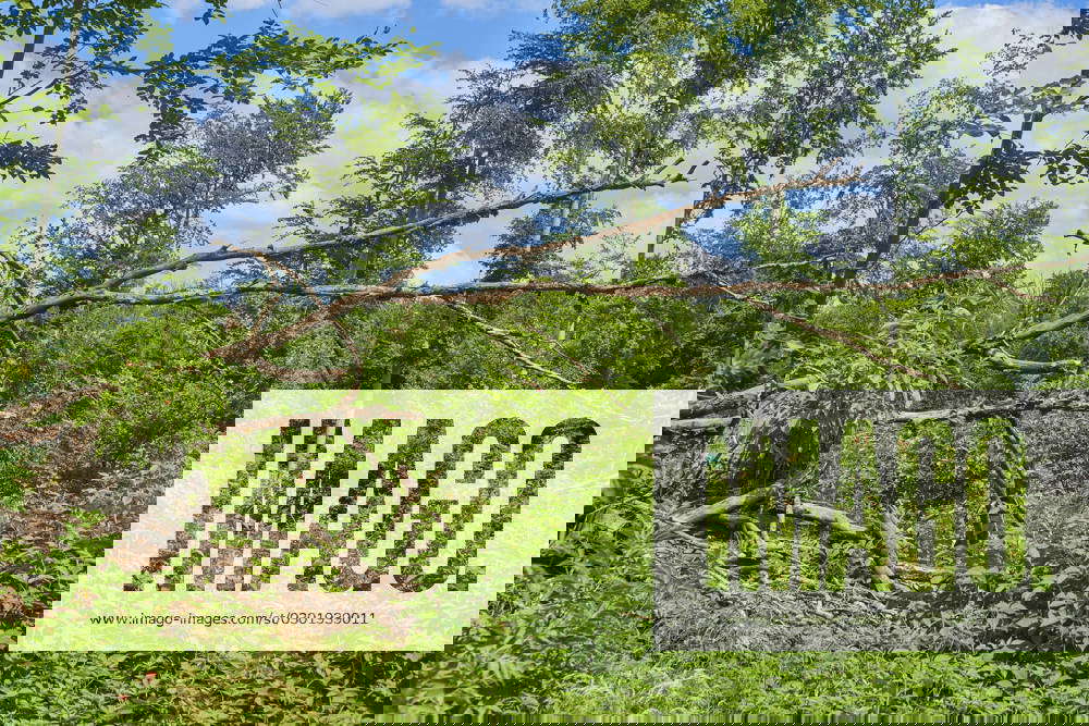 Afforestation a Windfall Area to a violent Thunderstorm in 2019