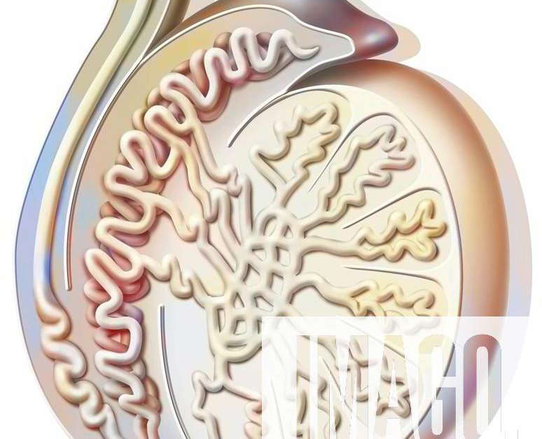 Testis drawing Sagittal section of a testicle showing the seminiferous tube