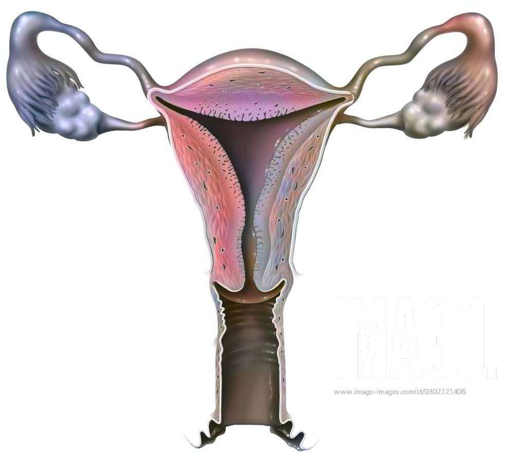 Cup internal genitals of women Royalty Free Vector Image