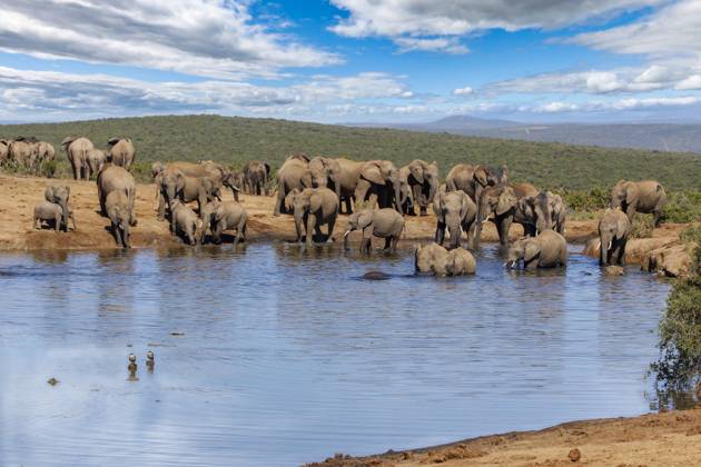 Elephants at addo national park, South africa Addo, Eastern Cape, South ...