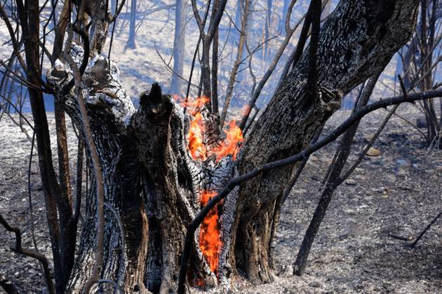 Greece Argolis, On Wednesday, August 23, a fire broke out at noon in ...