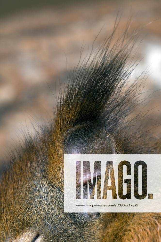 European Squirrel Sciurus vulgaris , Close-up of Ear tufts