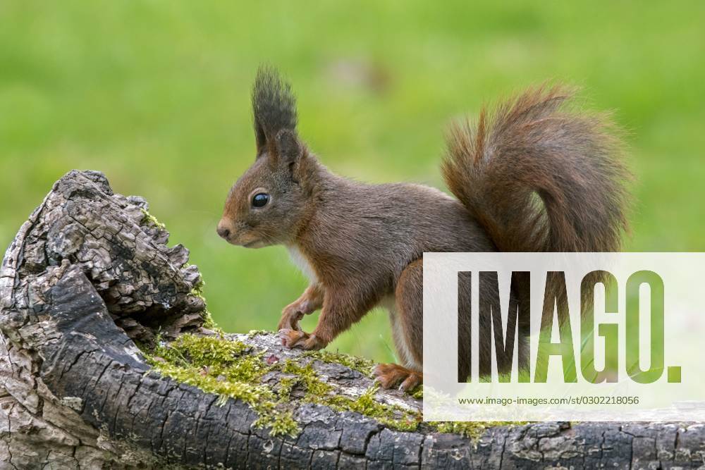 Niedliches Eurasian Red Squirrel Sciurus vulgaris with Big ones Ear