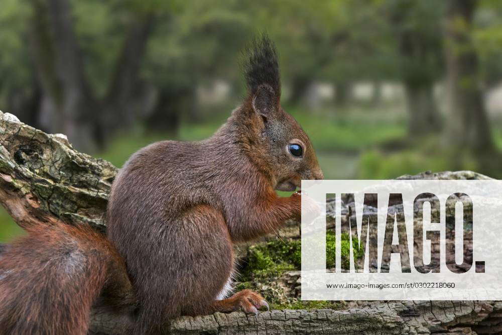 Niedliches Eurasian Red Squirrel Sciurus vulgaris with Big ones Ear