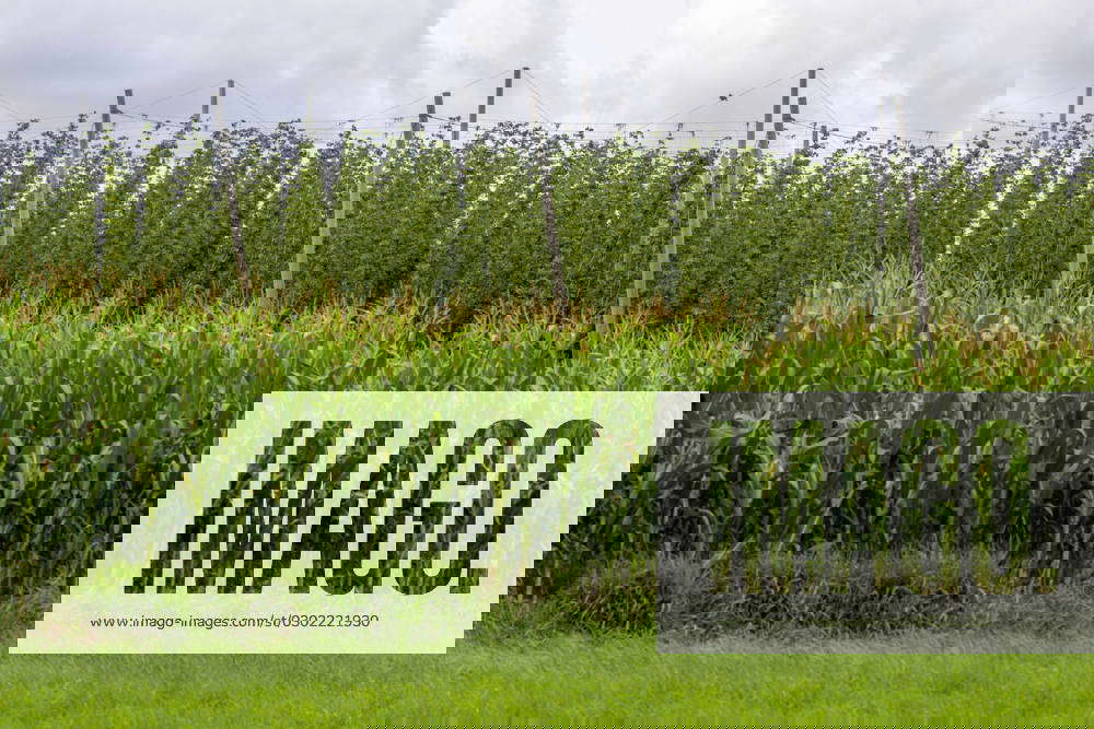 Die Landwirtschaft. 08.08.2023, EU, DEU, Deutschland. Bayern, Hallertau