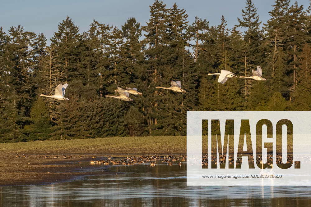 USA, Washington State, Sequim. Trumpeter swans flying over American ...