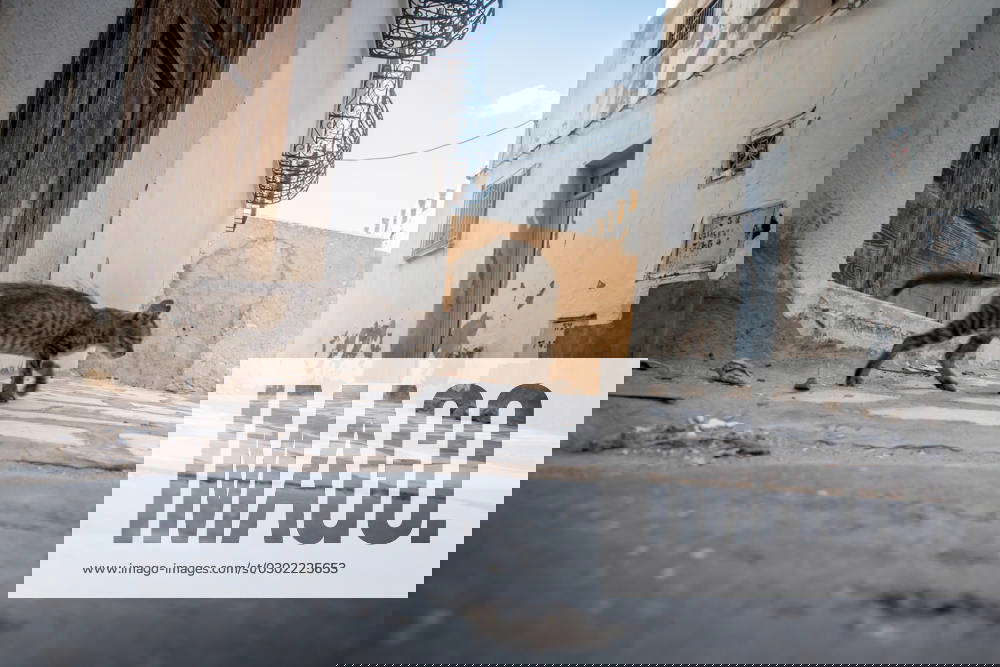 August 6, 2023, Tunisia: A cat runs through the medina at Tunisian port
