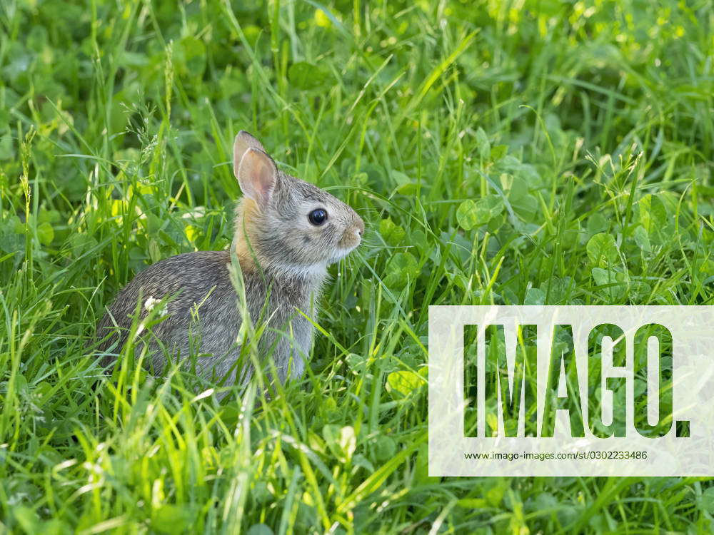 Washington State. Eastern cottontail, baby rabbit