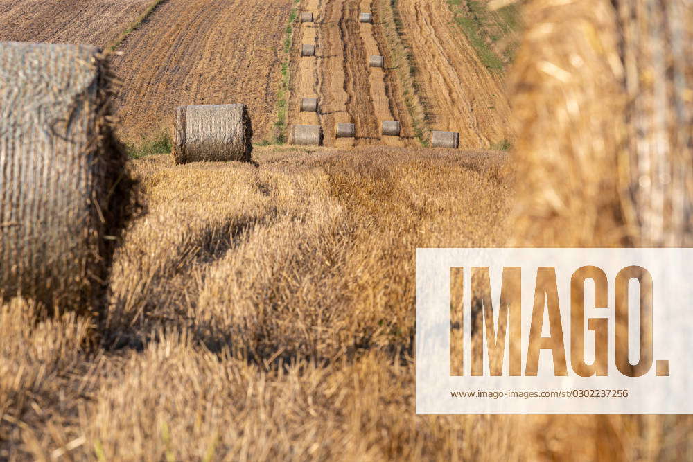 Harvest Season In Poland Hay bales are seen on a field near Miechow, a ...