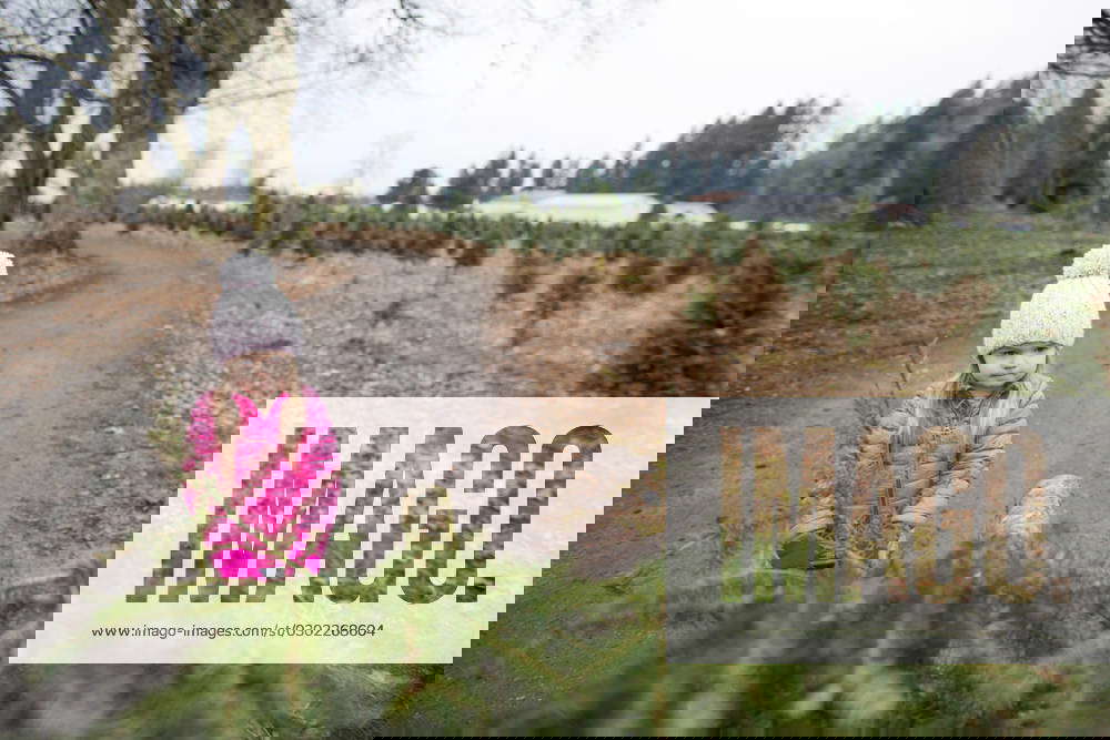 Selective focus on young girl pulling Christmas tree at farm Langley, British Columbia, Canada