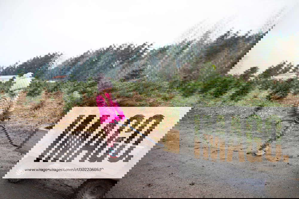 Young girl pulling wagon loaded with Christmas Tree Langley, British