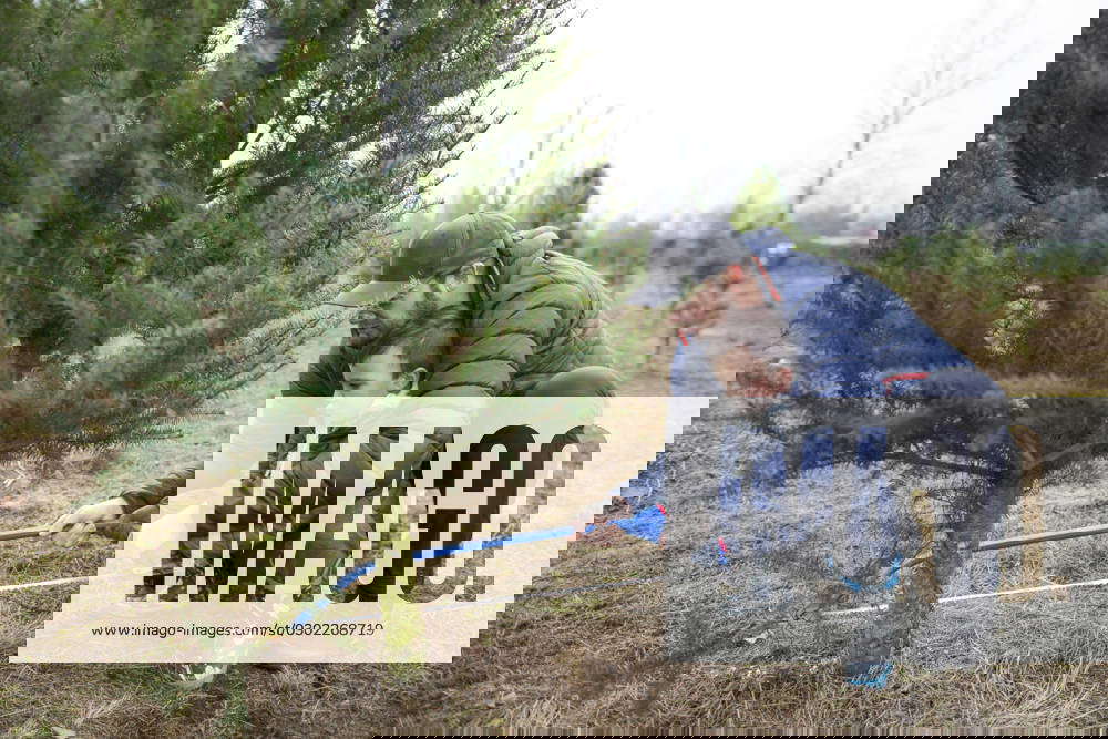 Father and son use saw to cut Christmas Tree at a tree farm Langley