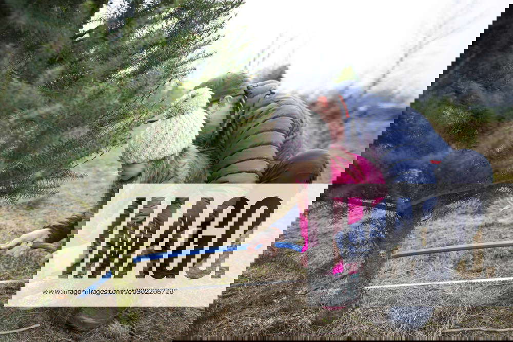 Father and daughter use saw to cut Christmas Tree at tree farm Langley