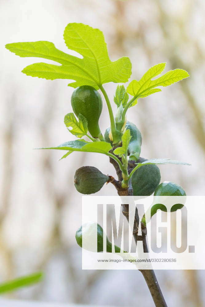 Fig, Edible fig, Ess coward Ficus carica, at Spring, Fruechte from the ...