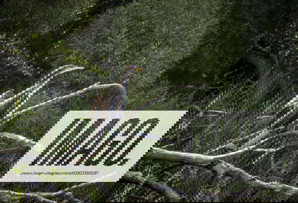 Brandenburg The cormorant protected and controversial A cormorant sits