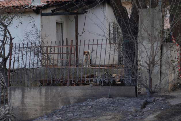 Wildfire On Mount Parnitha In Athens A dog in a destroyed house from ...