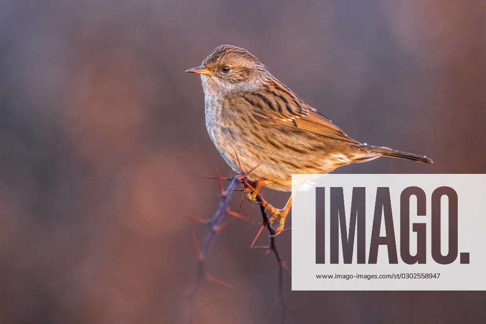 Hedge Brunelle, Hedges Brown Accentor Prunella modularis , sits at ...