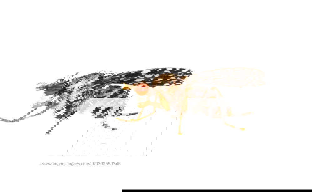 Gepunktete horn fly horn fly trypetoptera punctulata , Side view