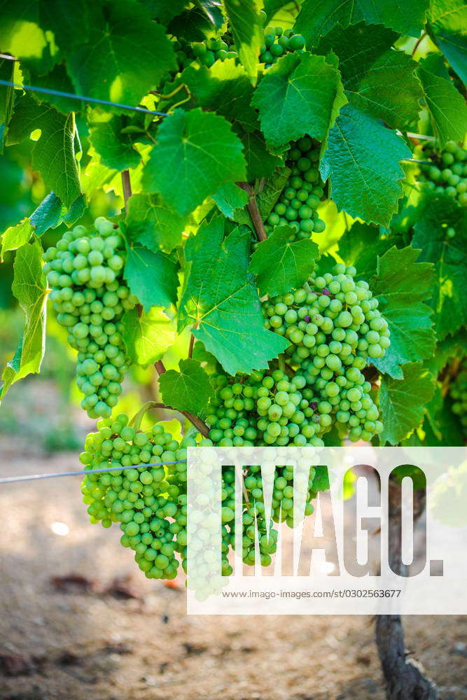 Young gamay grapes of Beaujolais with morning lights Young gamay grapes ...