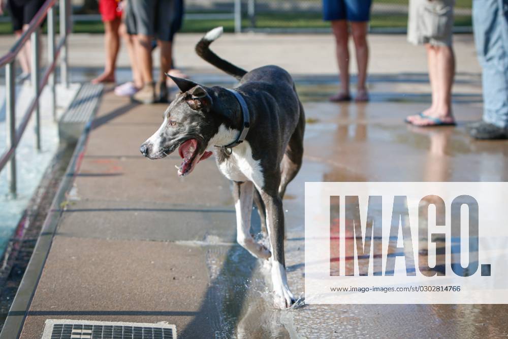 Syndication: The News-Leader Scenes from the annual Dog Swim at ...