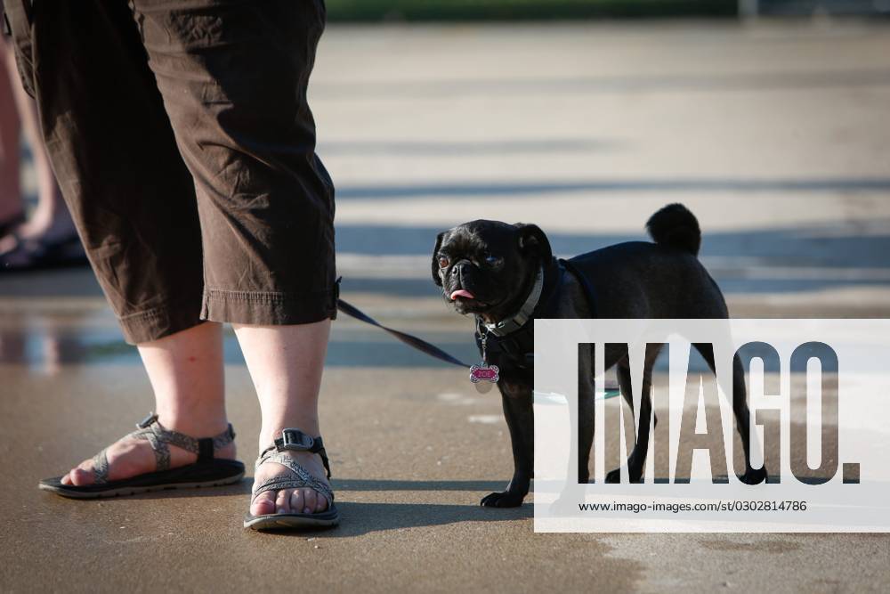 Syndication: The News-Leader Zoe stands by her owner during the annual ...