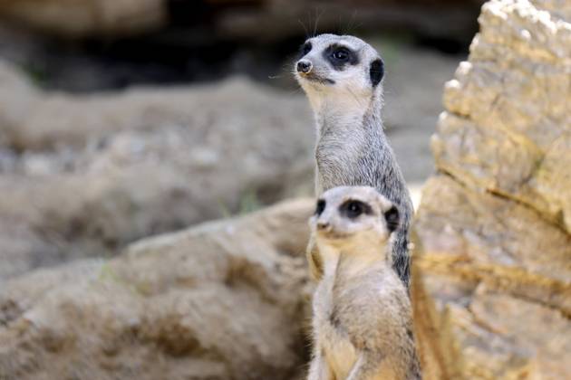 Meerkat in outdoor enclosure of Cologne Zoo Cologne, 07 09 2023 NRW Germany