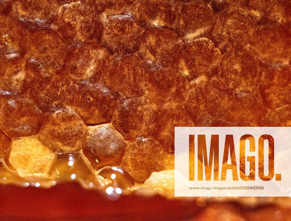 Syndication: Palm Beach Daily News Bee Barf Apiaries displays honeycomb ...