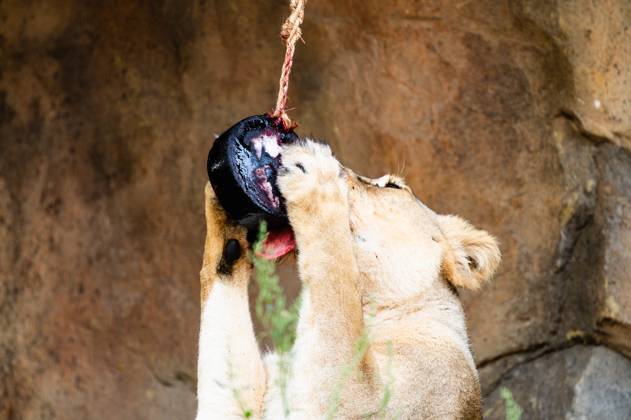 As Temperatures Soar Across The Uk, The Asiatic Lion Pride At London 