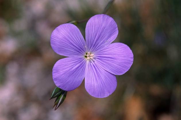 Linum narbonense, Südfranzösischer Lein Linum narbonense ...