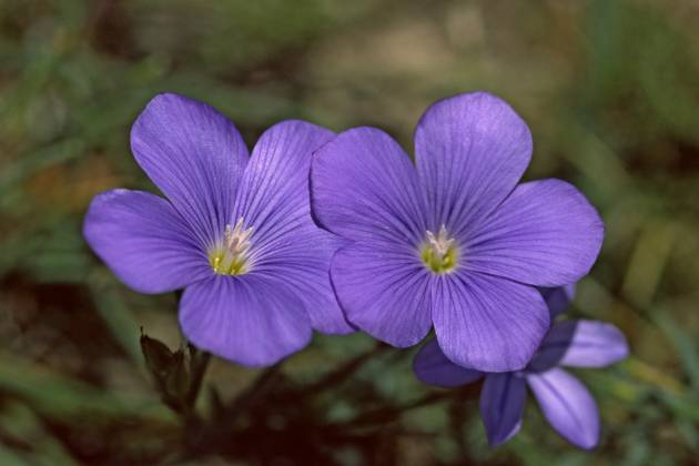 Linum narbonense, Südfranzösischer Lein Linum narbonense ...