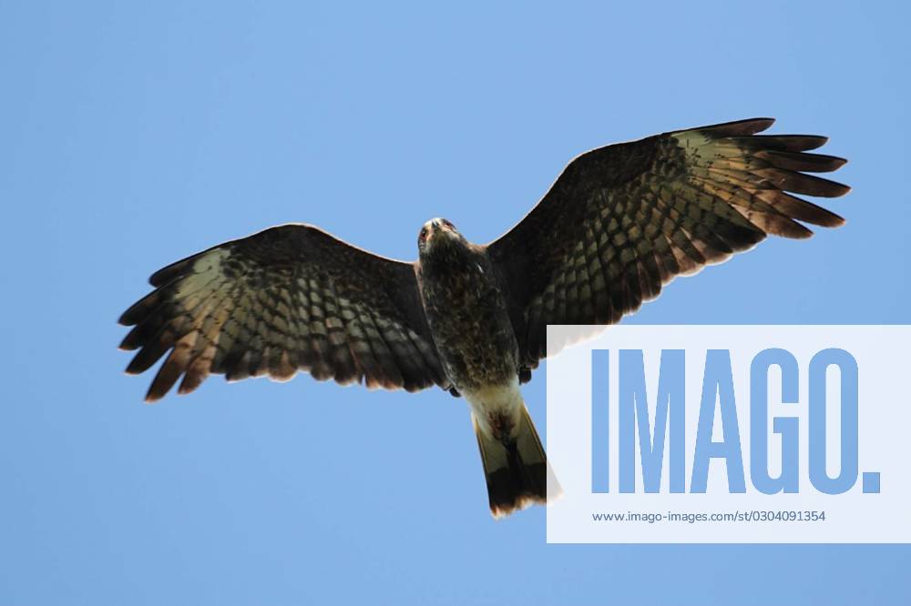 Endangered Female Snail Kite, Endangered Snail Kite (Rostrhamus ...