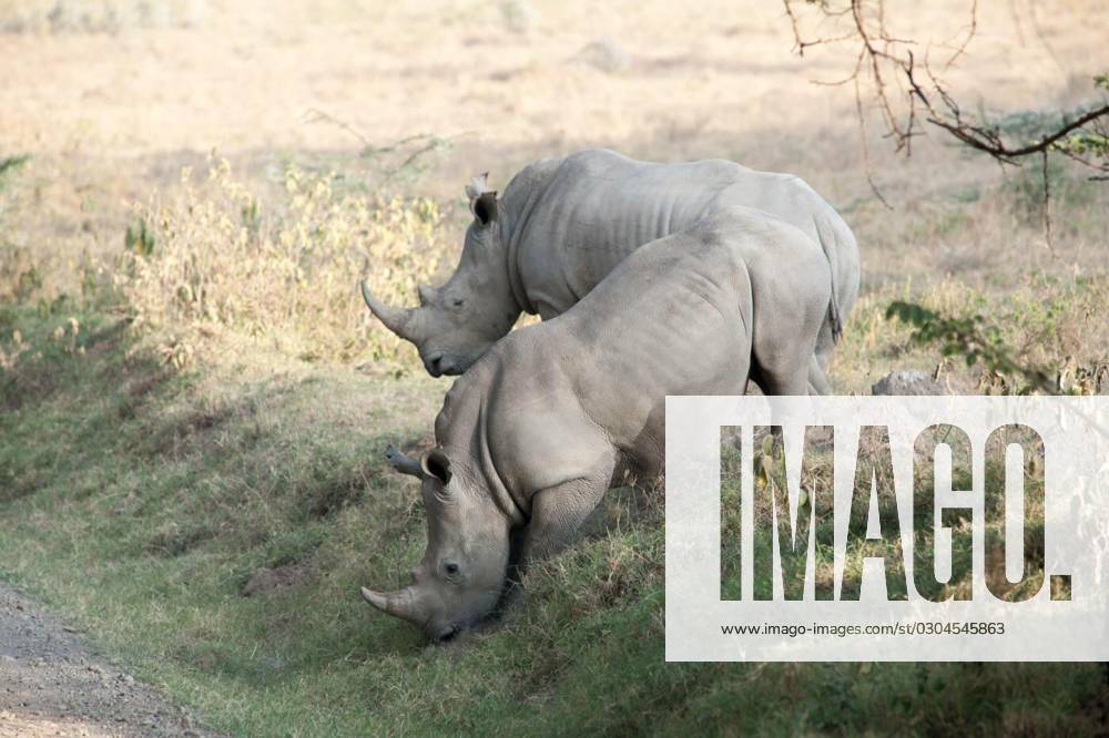 Rhino, rhino in the national park lake nakuru, rhino in the national ...