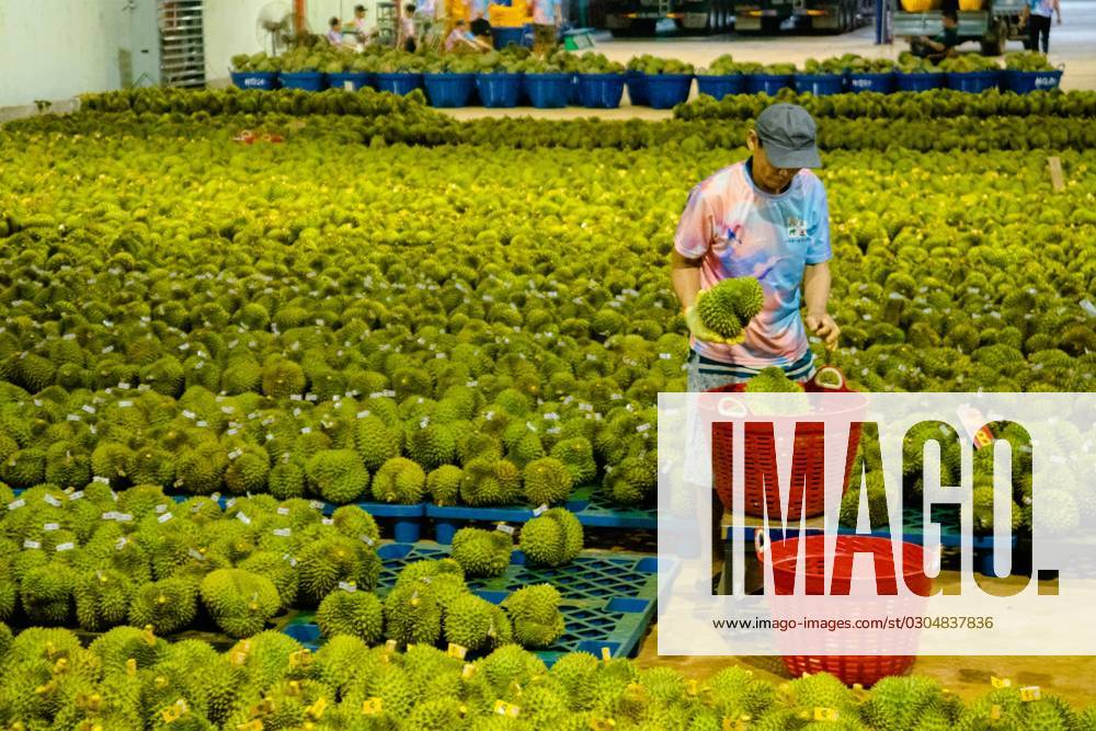 (230920) -- DAK LAK, Sept. 20, 2023 -- A staff member weighs durians at ...