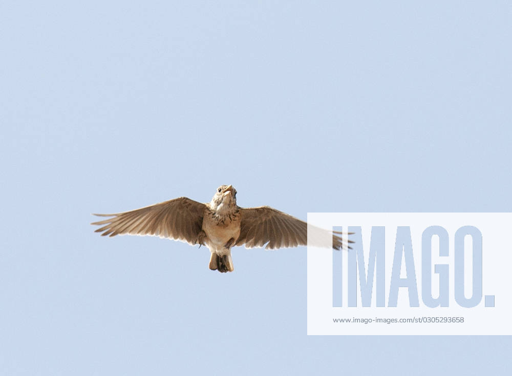 Rasol lark, Raso Lark Alauda razae , Men at Courtship flight, Cape ...