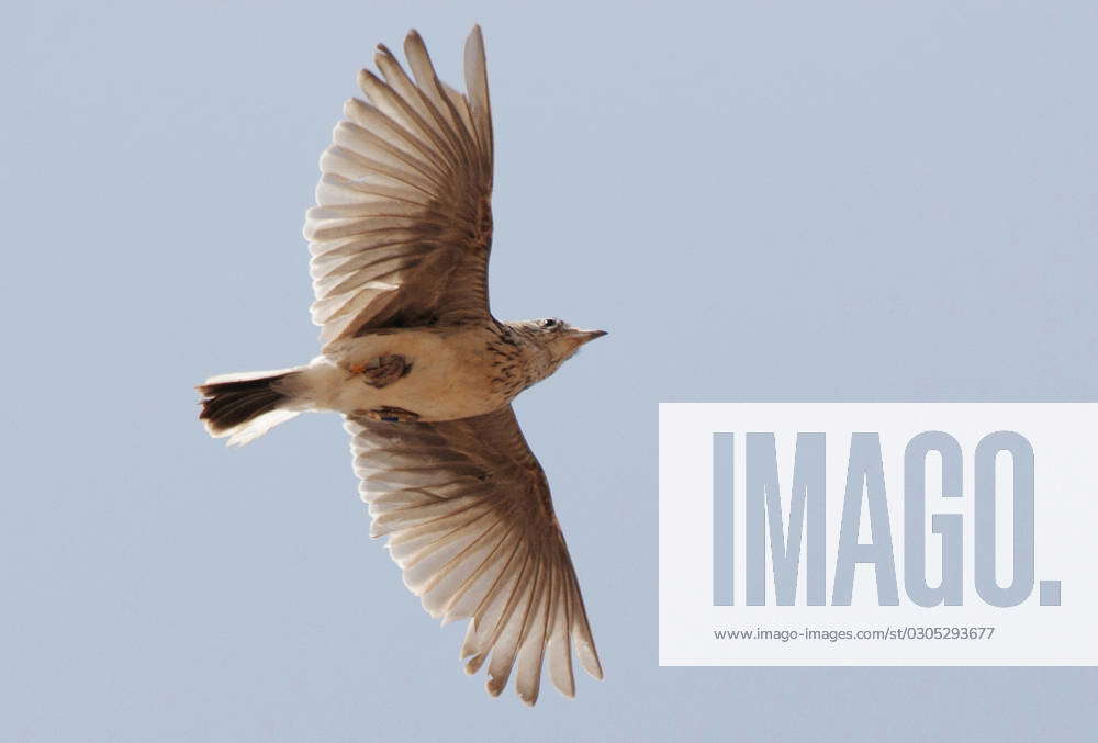 Rasol lark, Raso Lark Alauda razae , Men at Courtship flight, Cape ...