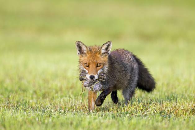 Rotfuchs Vulpes Vulpes in Fresh gemähter Meadow, gemähtes Grassland ...