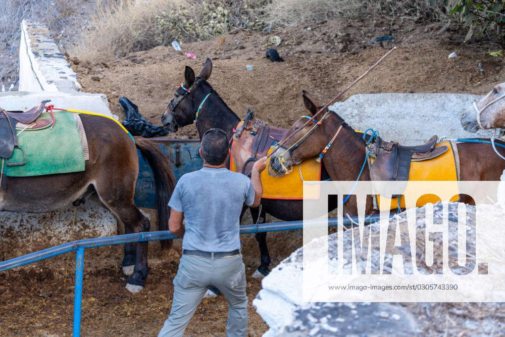 Fira, Santorini, Greece - 20 September 2023: Business with donkeys in ...