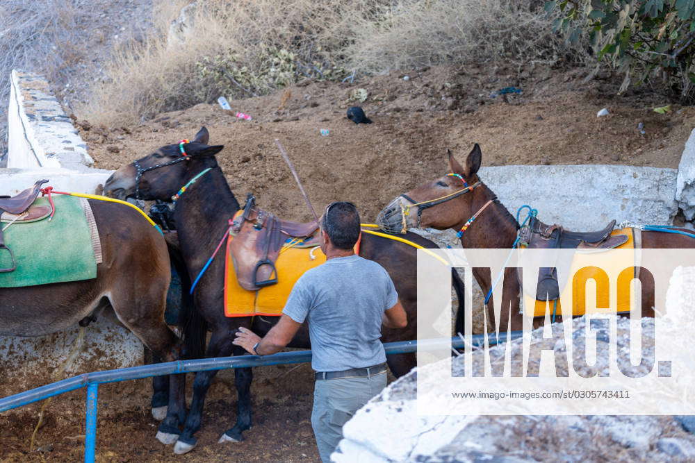 Fira, Santorini, Greece - 20 September 2023: Business with donkeys in ...