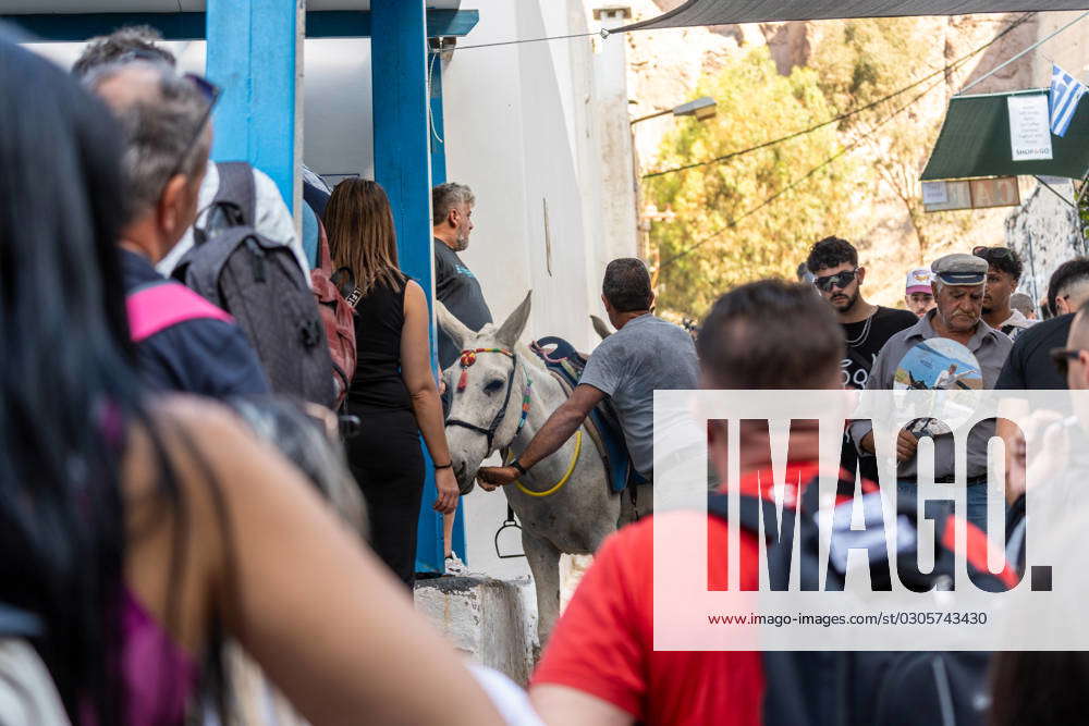 Fira, Santorini, Greece - 20 September 2023: Business with donkeys in ...