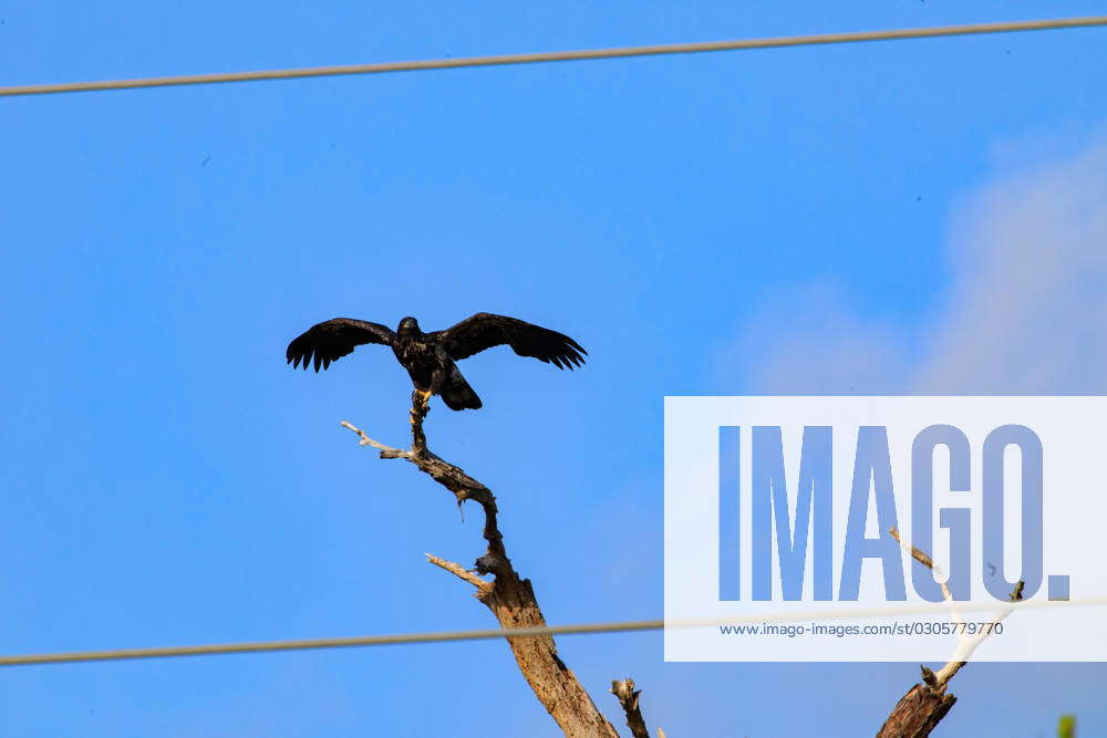 Baby Eagle Flight Day. A baby American bald eagle spreads its wings to ...