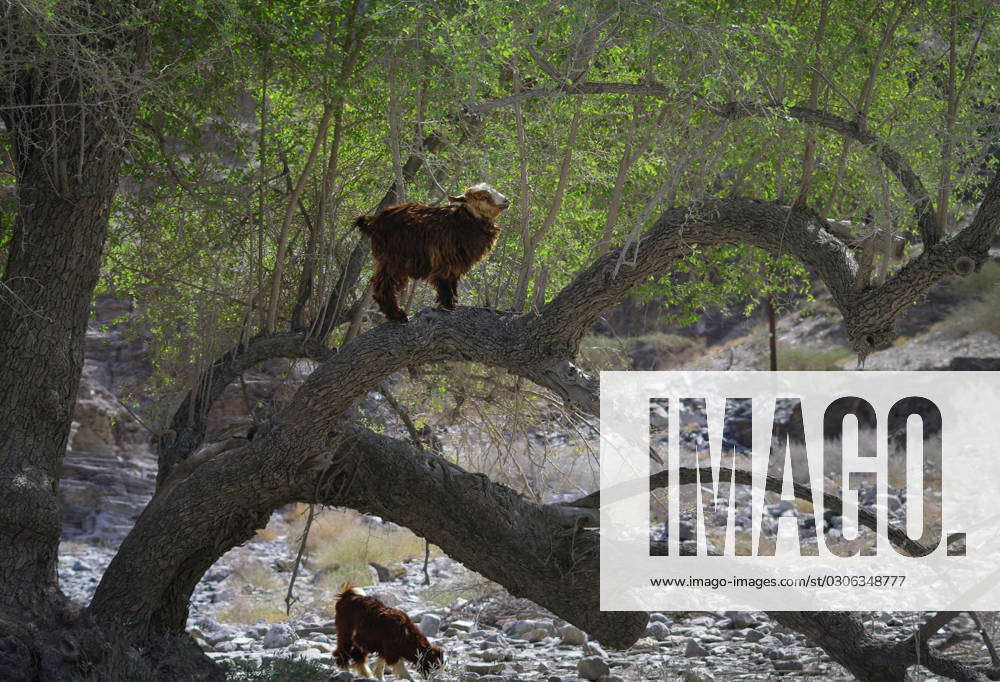 Oman tree with goat Two goats have chosen a tree as a source of food in ...