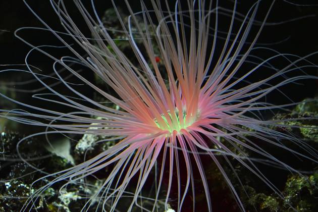 Close up pink and purple sea sebae anemone polyps in water of aquarium ...